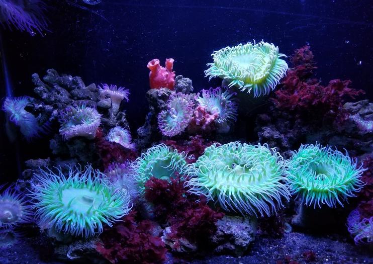 San Antonio Aquarium